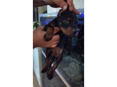 Irk ve sağlık garantili doberman yavrular