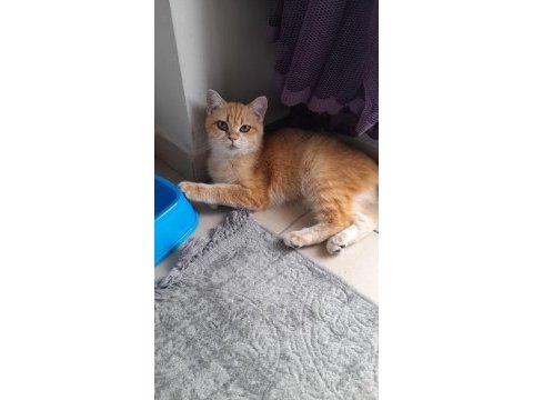 7 aylık dişi british longhair