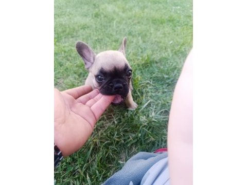 3 aylık french bulldog kızımız
