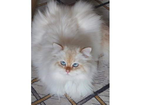 Safkan british shorthair