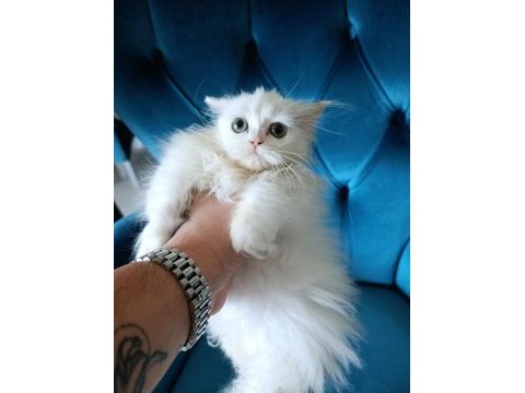 70 günlük british longhair