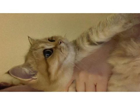 British shorthair golden ırk uysal dişi kedimiz