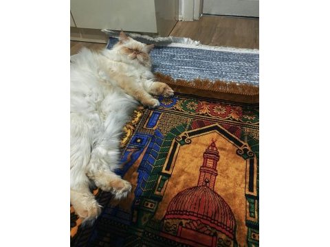 İran kedisi erkek