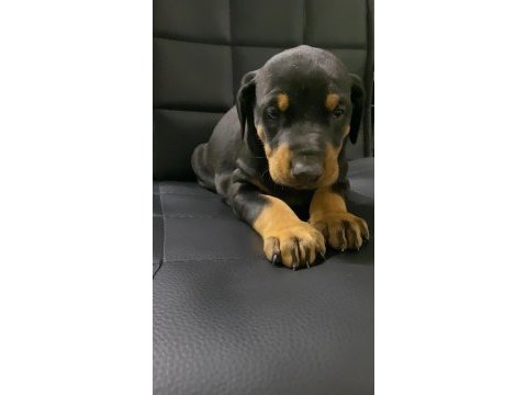 A kalite doberman bebekler