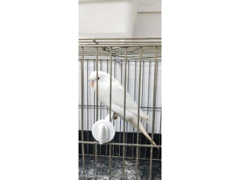 Yavru muhabbet kuşları