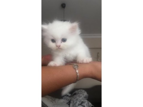 Son kalan chinchilla bebişlerim