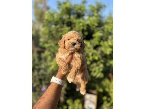 Maltipoo bebekler teacup