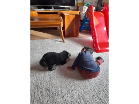 Siyah alman çoban köpeği