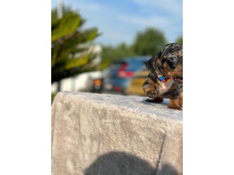 Show kalite sosis köpeği yavruları