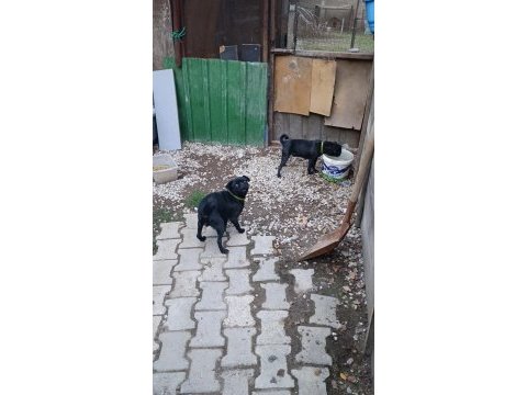 Pug damızlık dişi erkek