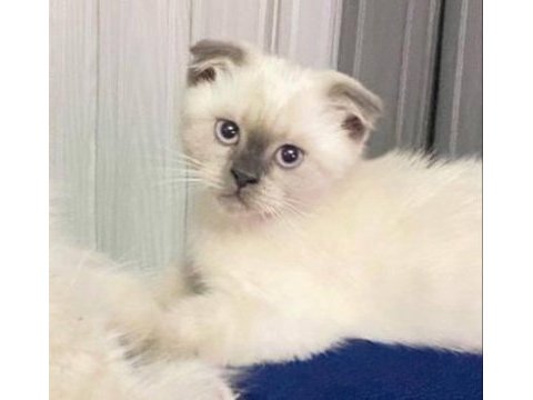 Scottish fold blue point yavru kedisi