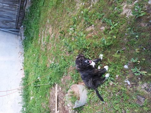 Kangal la presa canario kırması köpeğimiz