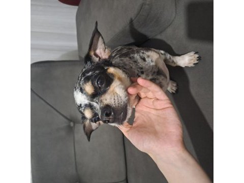 3 yaşında enerjik şivava chihuahua