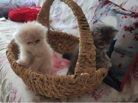 Chinchilla bebekler biz hazırız