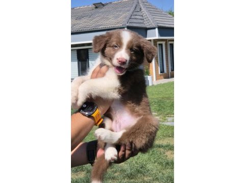 Safkan border collie yavruları çiftlikten 