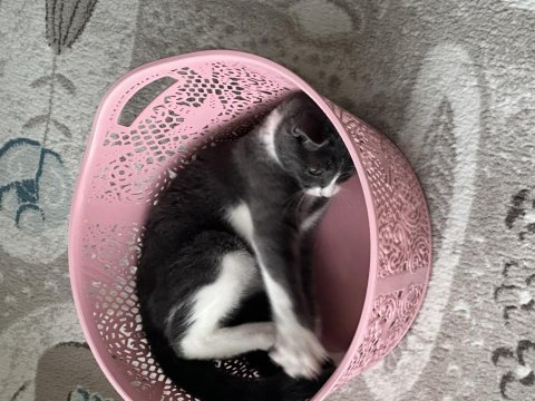 11 aylık kısırlaştırılmış erkek tekir