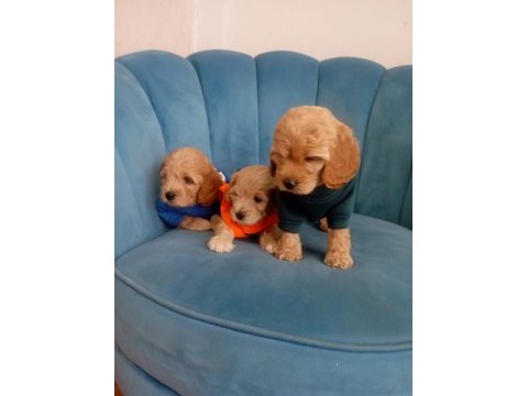 Tuvalet eğitimli maltipoo yavrular