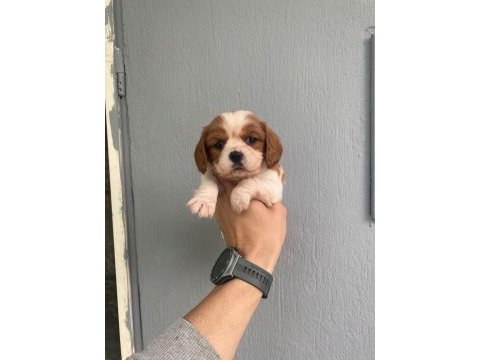 Orjinal ırk ve sağlık garantili cavalier king charles