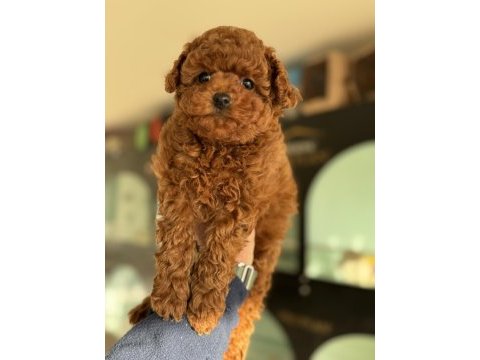 Wc eğitimli aşılı pasaportlu toy poodle yavrular