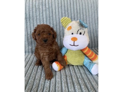 Eşsiz güzellikte toy poodle yavru