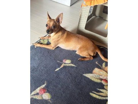 Sağlıklı pinscher tertemizdir