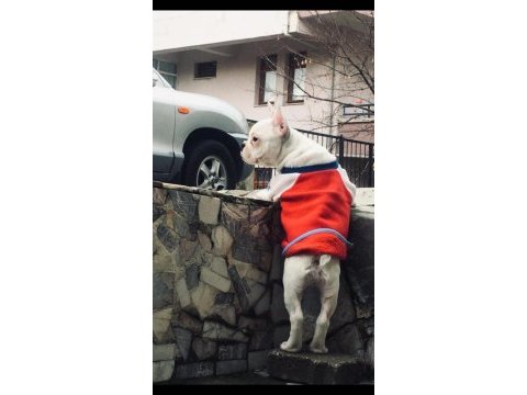 5.5 aylık french bulldog