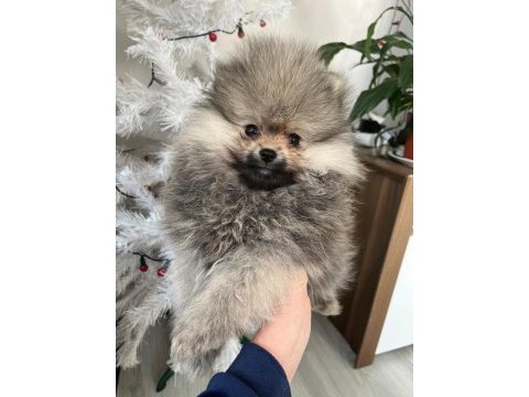 Orjinal pomeranian yavruları