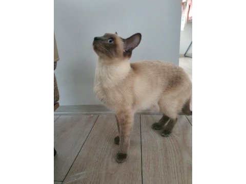 3 aylık siyam kedisi yavrular