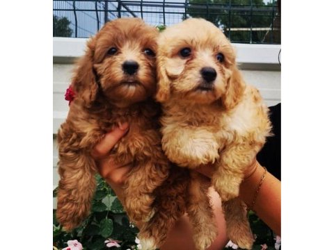 Maltipoo yavrularımıza yuva arıyoruz