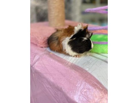 Guinea pig ler bebek