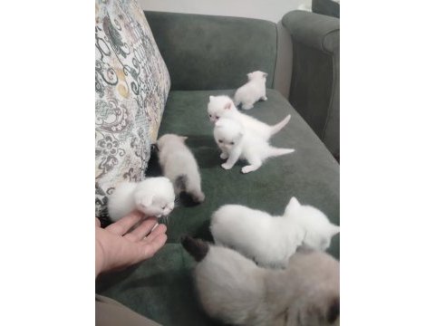 Scottish fold blue point