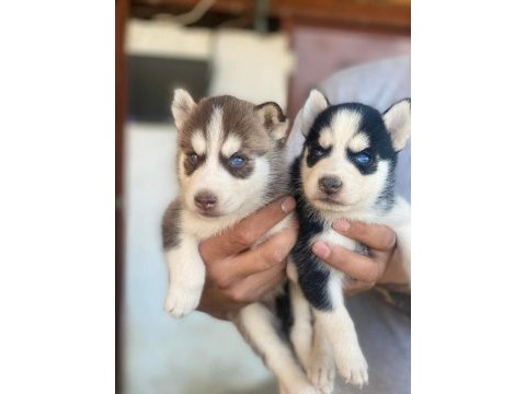 Sibirya kurdu husky yavrularımız mevcut