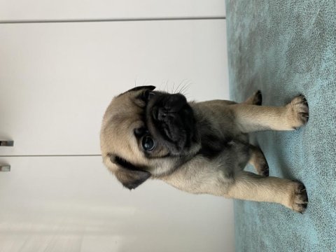 Pug bebekler