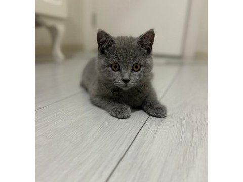 2.5 aylık safkan british shorthair yavrusu
