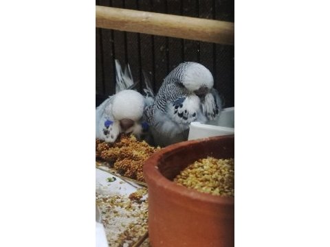 Maşallah show jumbo muhabbet kuşu damızlık ve yavrular
