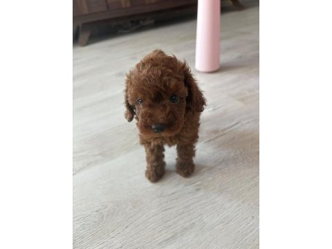 Kore toy poodle yavrusu