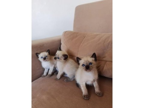 1 aylık safkan yavru siyam kedisi
