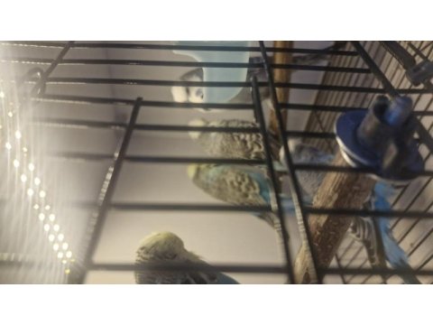 Show jumbo vasıflı muhabbet kuşu