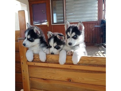 Son 1 erkek 2 disi ömür boyu ırk garantili husky