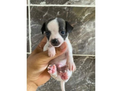 Teacup orjinal chihuahua yavrular