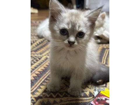 2 aylık olmak üzere dişi ve erkek karışım kediler