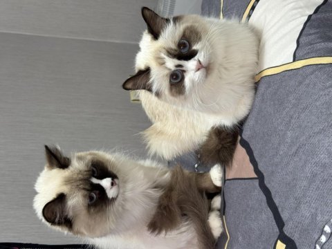 1 aylık 4 tane yavru ragdoll