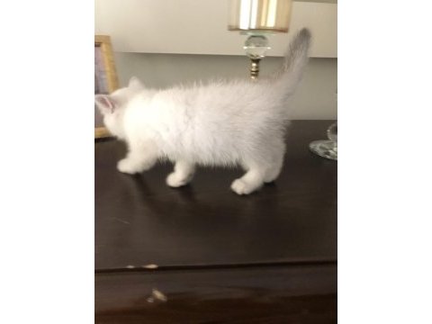 Soylu anne babadan nadir güzellikte british shorthair silver