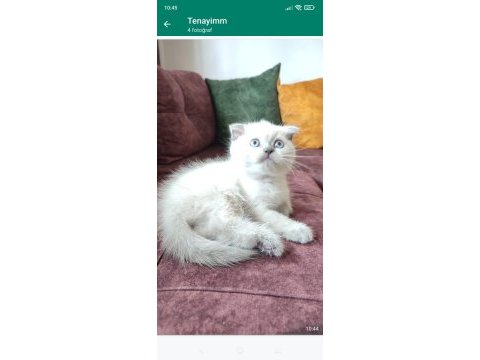 Safkan blue point scottish fold son erkek yavrumuz