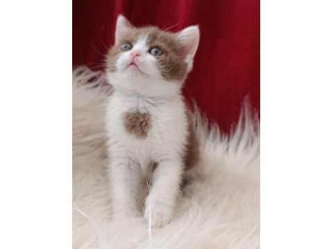 British shorthair bebekler yeni ailesini arıyor
