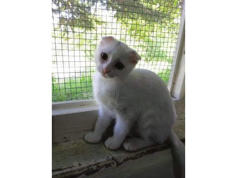 Kırık kulak scottish fold