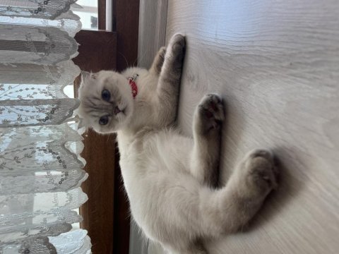 Scottish fold