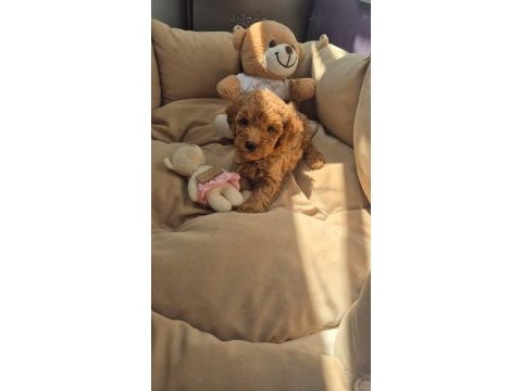 Sağlık ve ırk garantili poodle