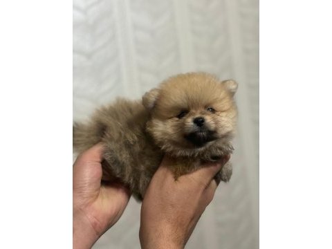 A kalite pomeranian boo