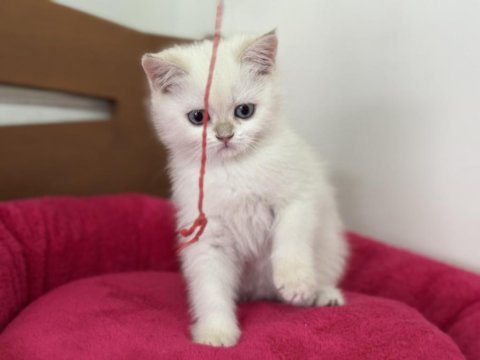 Aşılı karneli british shorthair ve longhair yavrular